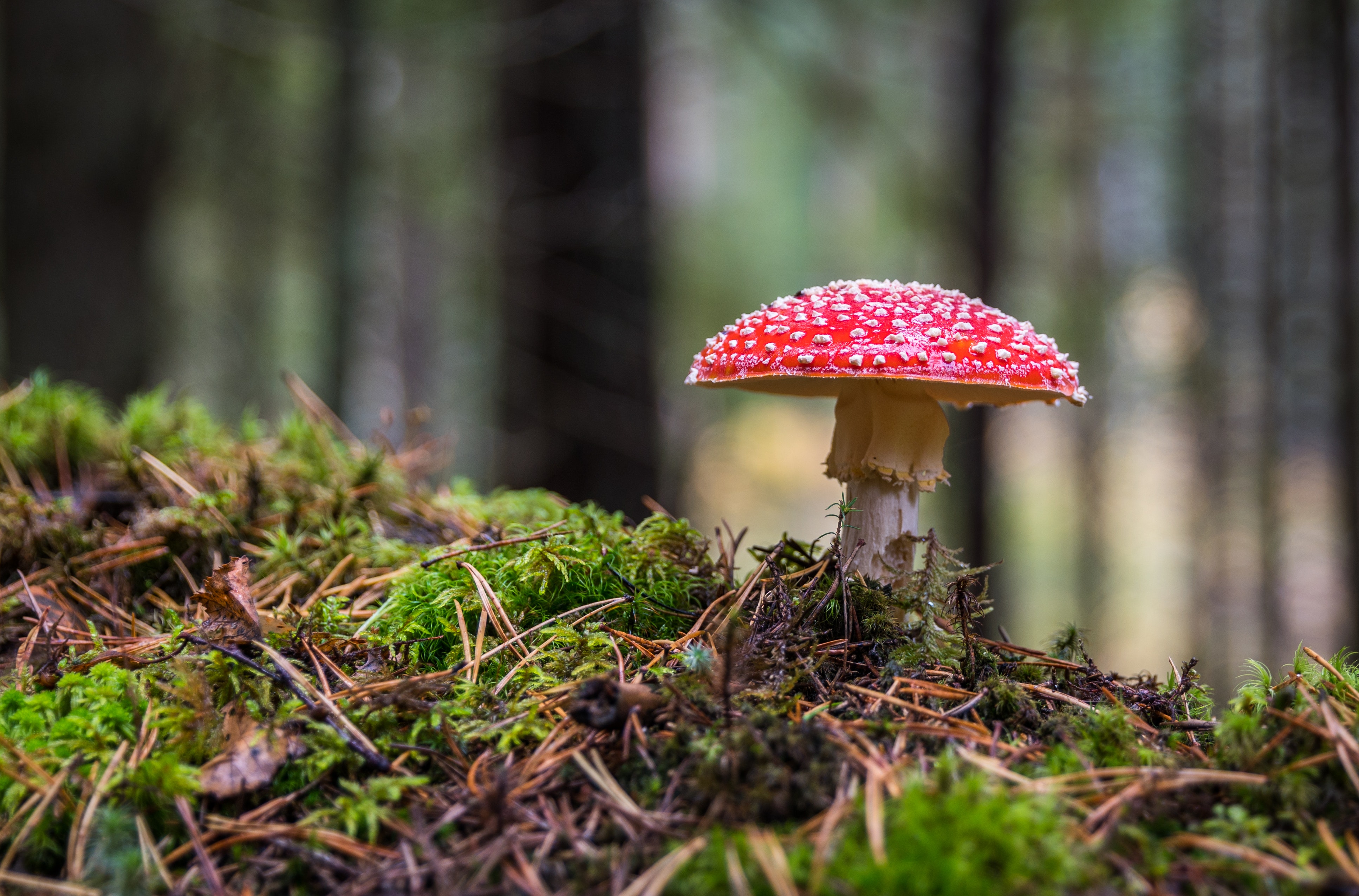 Fungi help decompose!